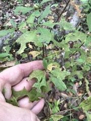 Rhododendron atlanticum