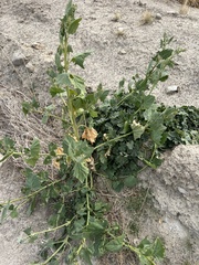Atriplex micrantha