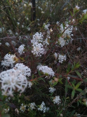 Pimelea linifolia