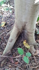 Ficus sur
