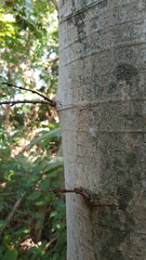 Ficus sur