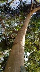 Ficus sur