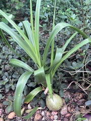 Albuca bracteata