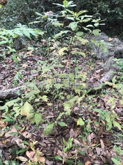 Rhododendron atlanticum