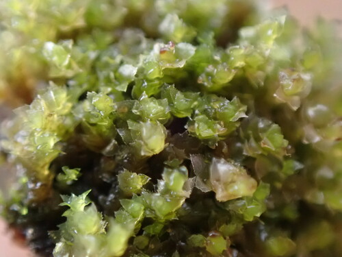 Image of Scapania umbrosa by no rights reserved
