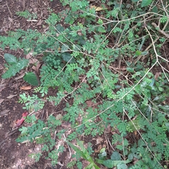 Indigofera micrantha