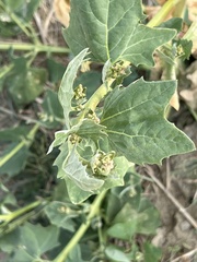 Atriplex micrantha