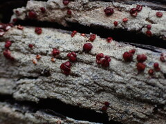 Ophioparma rubricosa