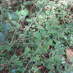 Indigofera micrantha