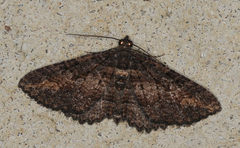 Eucymatoge scotodes