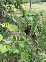 Lonchocarpus
