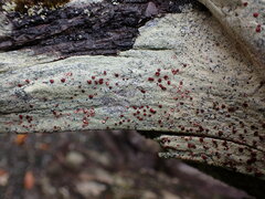 Ophioparma rubricosa