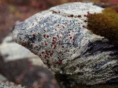 Ophioparma rubricosa