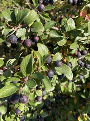 Cotoneaster lucidus