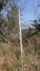 Elymus repens