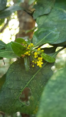 Psychotria capensis