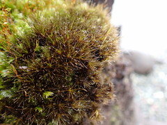 Campylopus atrovirens