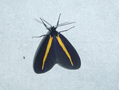 Crocomela erectistria