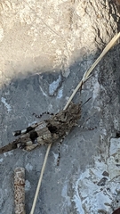 Oedipoda caerulescens