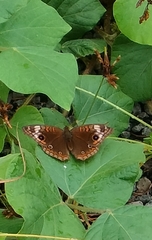 Junonia litoralis