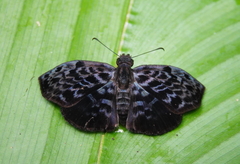 Cycloglypha thrasibulus thrasibulus