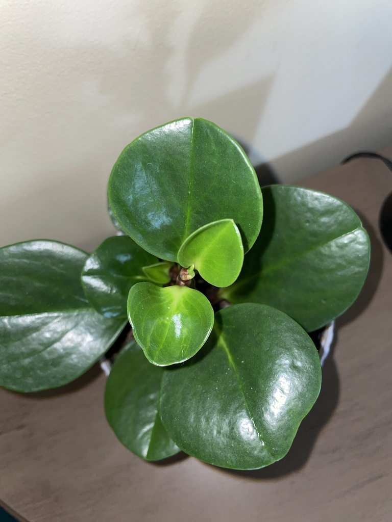 Пеперомія — Peperomia obtusifolia