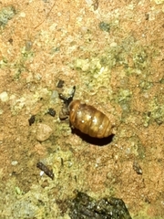Pupilloidea