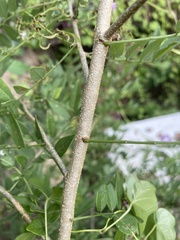 Lonchocarpus