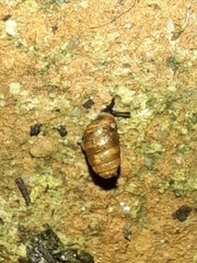 Pupilloidea