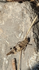 Oedipoda caerulescens