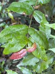 Eugenia uniflora