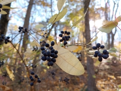 Ligustrum obtusifolium