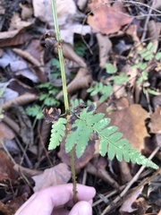 Dryopteris × boottii
