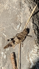 Oedipoda caerulescens