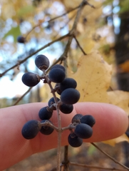 Ligustrum obtusifolium