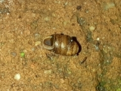 Pupilloidea