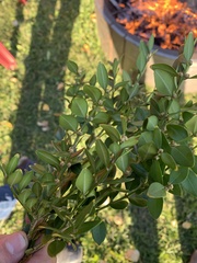 Buxus
