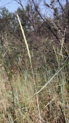 Elymus repens