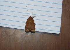 Abagrotis alternata