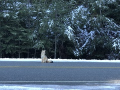 Lycalopex culpaeus magellanicus