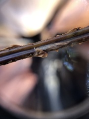 Dryopteris × boottii