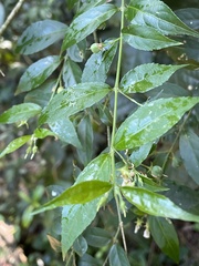 Pavonia sepium