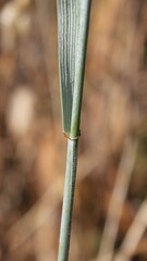 Elymus repens