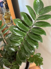 Zamioculcas