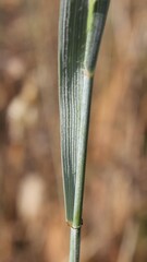 Elymus repens