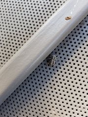 Menemerus bivittatus