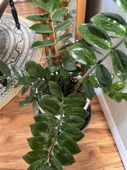 Zamioculcas