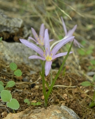 Colchicum stevenii