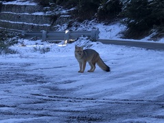 Lycalopex culpaeus magellanicus