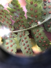 Dryopteris × boottii